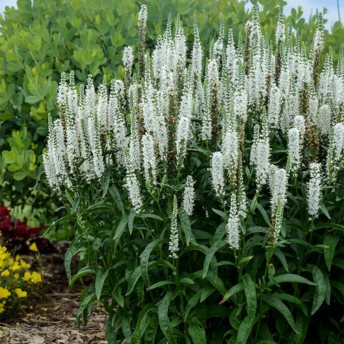 Magic Show White Wands Spike Speedwell in Landscape Blooming