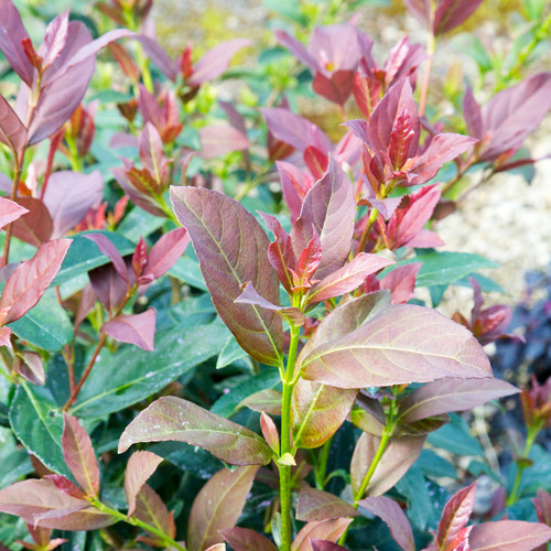 Coppertop Sweet Viburnum Plantaddicts Com