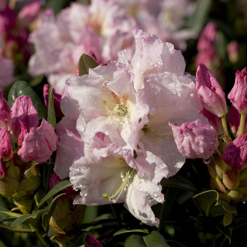Southgate Breeze Rhododendron Flowers Main