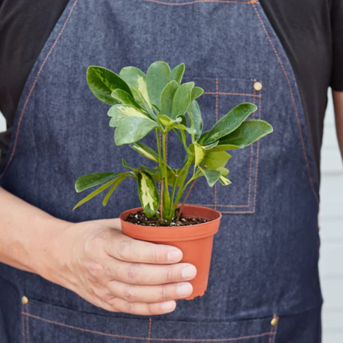 Healthy Variegated Umbrella Tree
