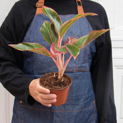 Healthy Red Siam Aglaonema 