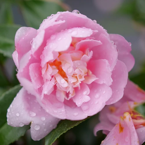 Just Chill™ Double Pink Camellia | Plant Addicts