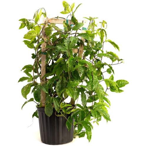 euonymus where to plant Euonymus - Gold Edge main image 0