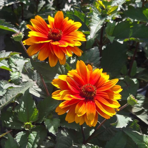 Forged in Fire False Sunflower