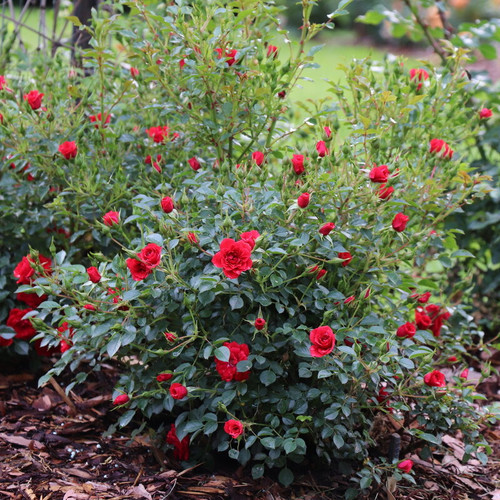 Oso Easy® Pathfinder™ Red Rose | Plant Addicts