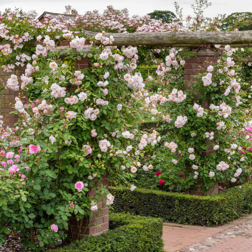 Lady Blake Roses The Lady of the Lake® English Shrub Rose | Plant Addicts