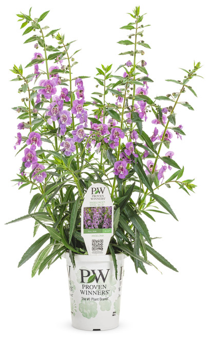 Angelface® Steel Blue Summer Snapdragon | Plant Addicts