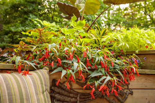 Santa_Cruz_Sunset_Begonia_In_a