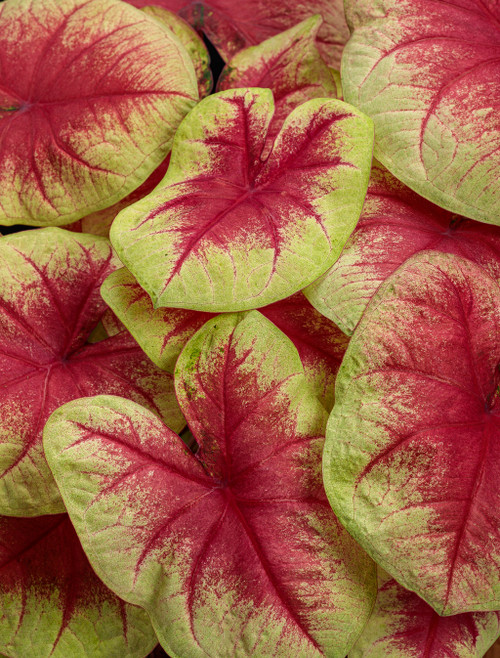 Heart to Heart® Lemon Blush Caladium | Plant Addicts