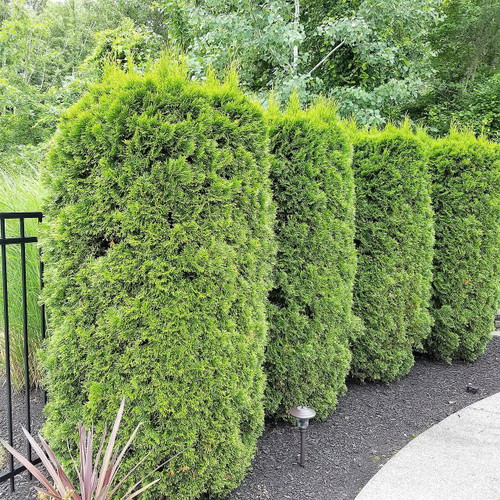 Emerald Green Arborvitae | PlantAddicts.com