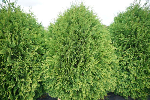 Cheer Drops Arborvitae | Plant Addicts