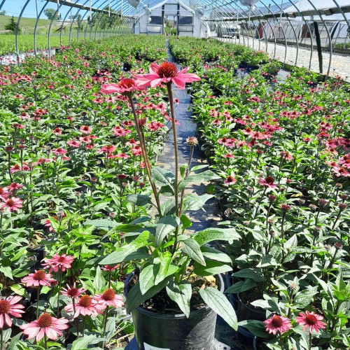 Coral_Craze_Coneflower_Crop__3