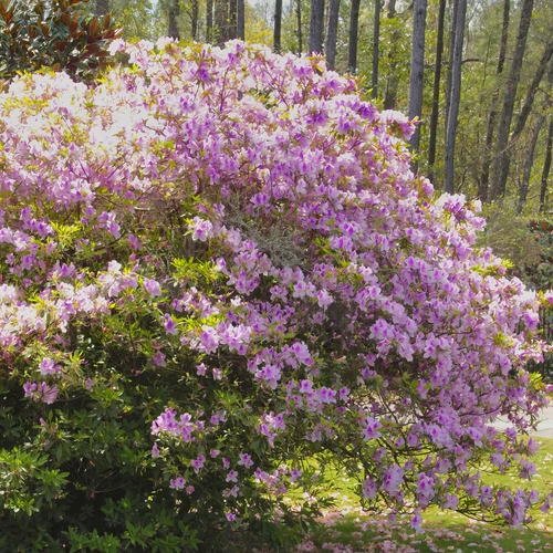 Autumn Twist Encore Azalea | PlantAddicts.com