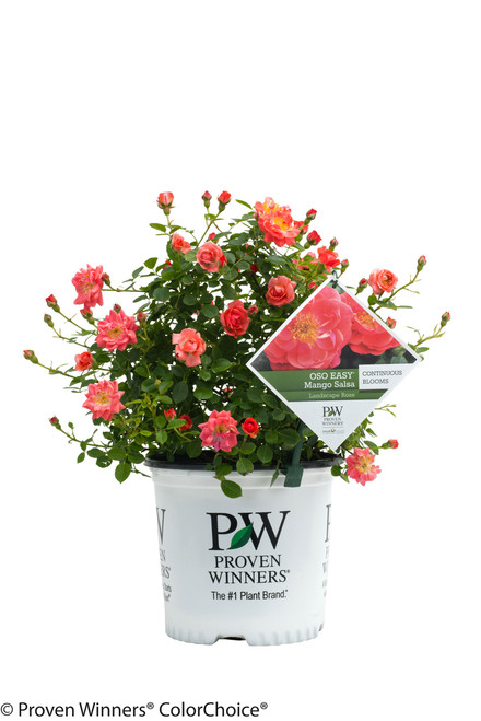 Oso_Easy_Mango_Salsa_Rose_in_P