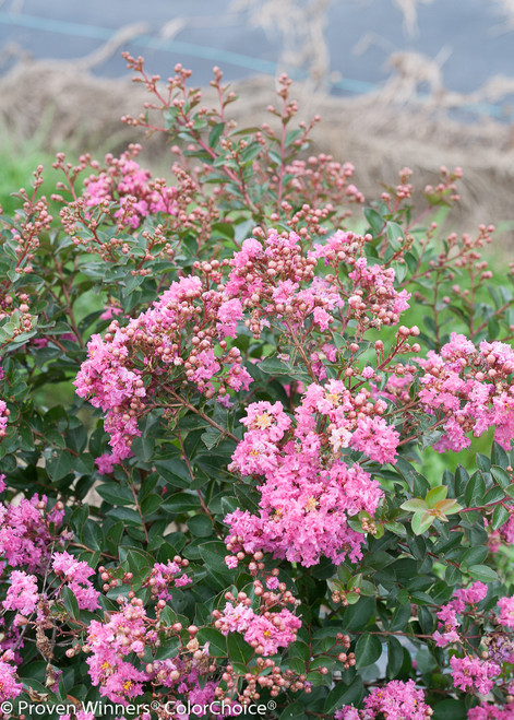 Infinitini® Brite Pink Crape Myrtle | Plant Addicts