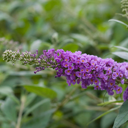 Lo & Behold Blue Chip Butterfly Bush Blooms Up close