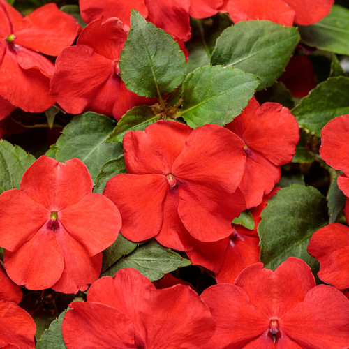 Soprano® Bright Red Bedding Impatiens Flowers and Foliage