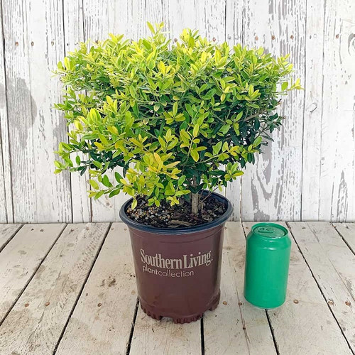 Healthy Touch of Gold™ Holly in Southern Living Pot