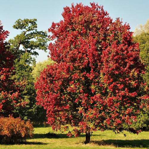 Red Map Tree Red Sunset® Red Maple Tree | Plant Addicts