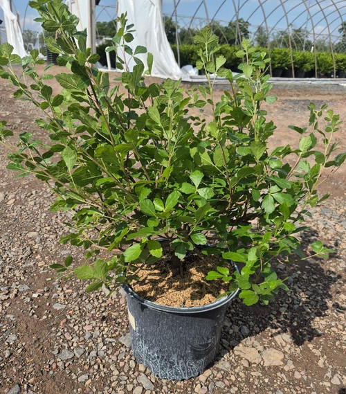 Gro-Low Fragrant Sumac | Plant Addicts