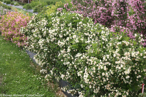 Czechmark Sunny Side Up Weigela | Plant Addicts