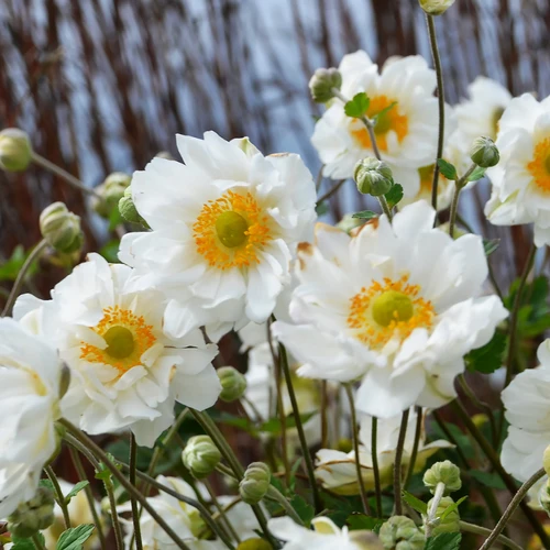 Whirlwind_Windflower_Flower_Pe
