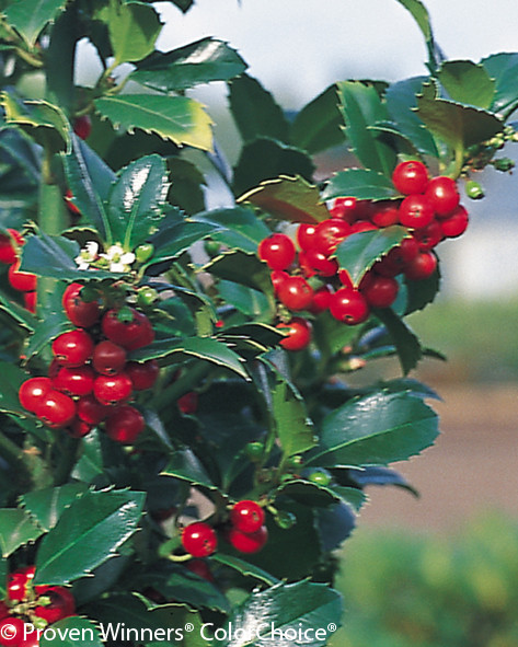 Castle Spire® Blue Holly | Plant Addicts
