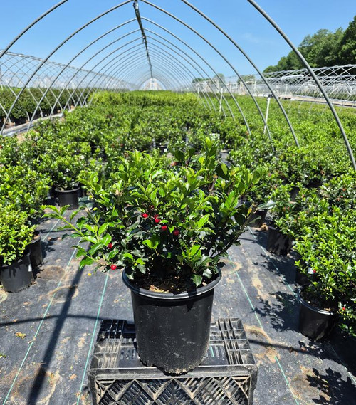 Berryific Holly | Plant Addicts