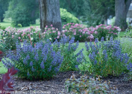 Modern Bluebeard Beyond Midnight® Bluebeard | Plant Addicts