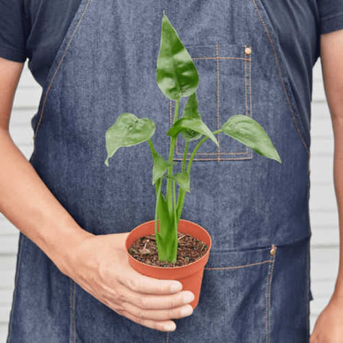 Tiny Dancer Alocasia | Plant Addicts