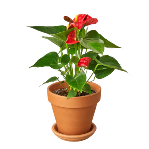big terracotta plant pots Large Terracotta Garden Hydrator