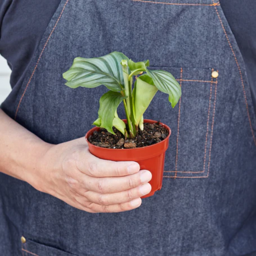 Orbifolia Calathea | Plant Addicts