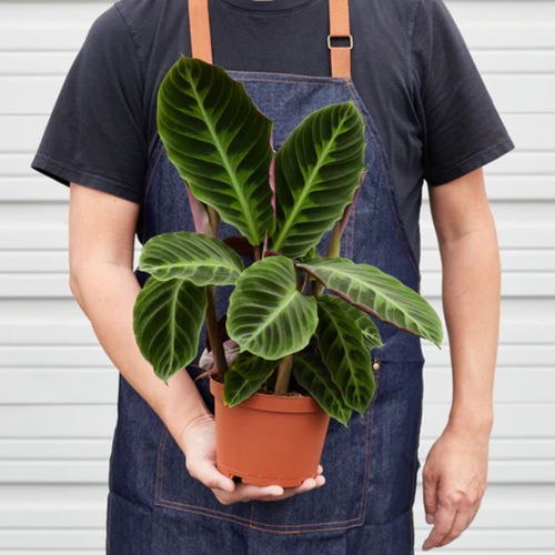dracena marginata katzen DRACAENA MARGINATA 17CM TOPF – Peragashop main image 1