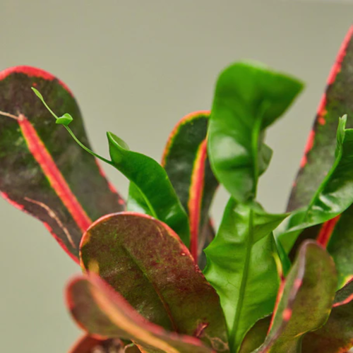 dieffenbachia light Dieffenbachia Reflector Dumb Cane Variegated