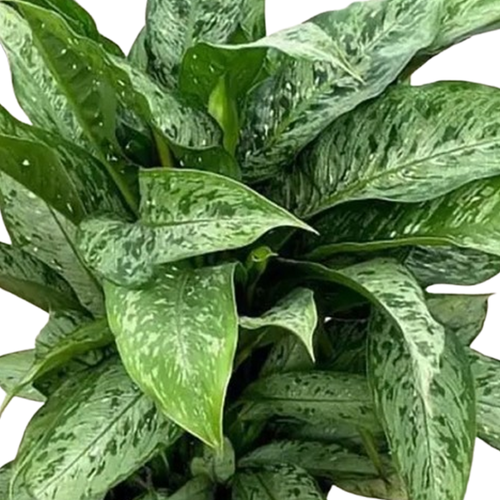 Memoria Corsii Dieffenbachia | Plant Addicts
