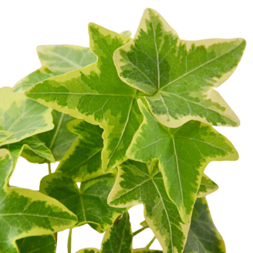 Gold Child English Ivy | Plant Addicts