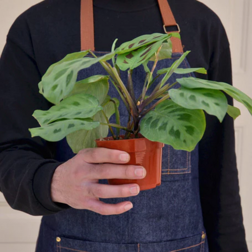 lucky jade plant Shop Lucky Indoor Jade Plant with Self Watering Pot