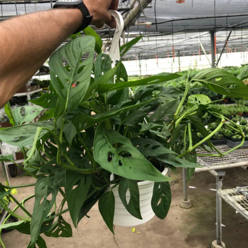 Swiss Cheese Plant | Monstera Adansonii | Plant Addicts