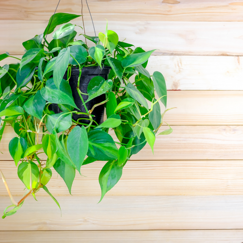 Philodendron Brasil  Variegated, Low-Light Trailing Houseplant 6" Pot / Cow Pot