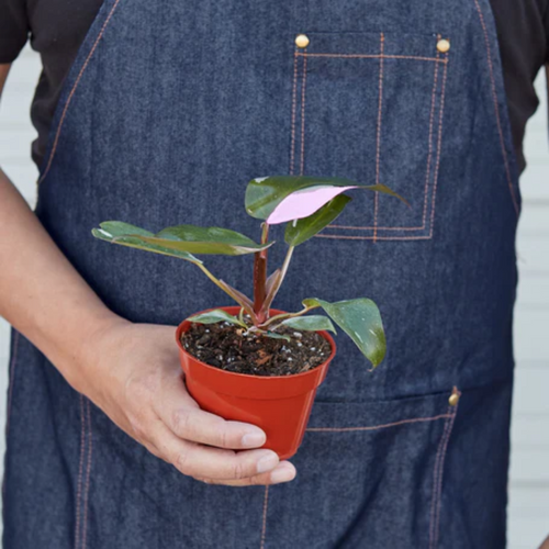 Pink Princess Philodendron | Plant Addicts