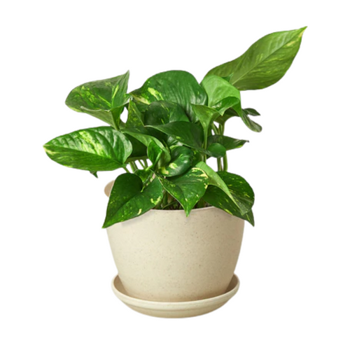 Golden Pothos | Plant Addicts