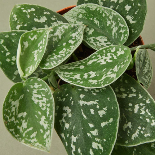 Satin Pothos | Plant Addicts