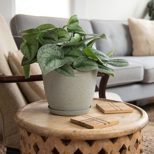 Silver Satin Pothos | Plant Addicts