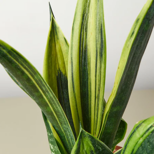 Gold Flame Snake Plant | Plant Addicts