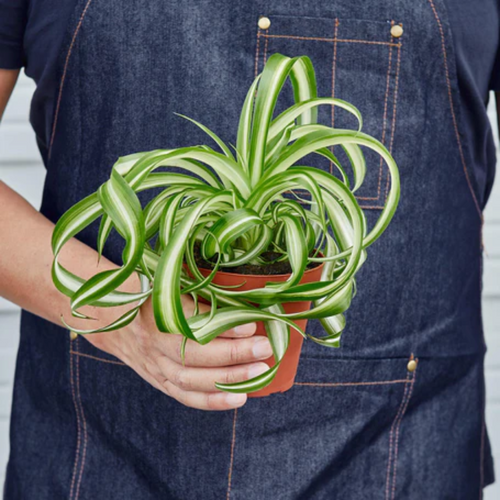 pothos Pothos Marble Queen Houseplant with Planter - Medium (5