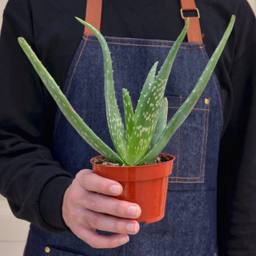 Aloe Vera Succulent | Plant Addicts