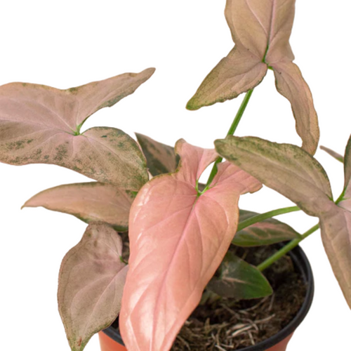 Pink Splash Arrowhead Plant | Plant Addicts