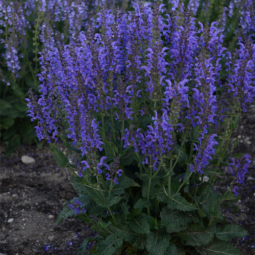 Color Spires Indiglo Girl Salvia Blue Blooms