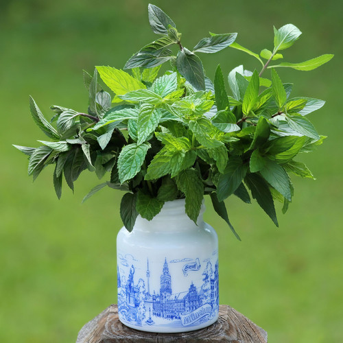 Chocolate Mint Plant | Plant Addicts