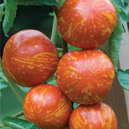 【tomato】THE S plus ZB-750 Red_Zebra_Tomato_Plant__06472.